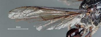 Media type: image;   Entomology 31089 Aspect: wing